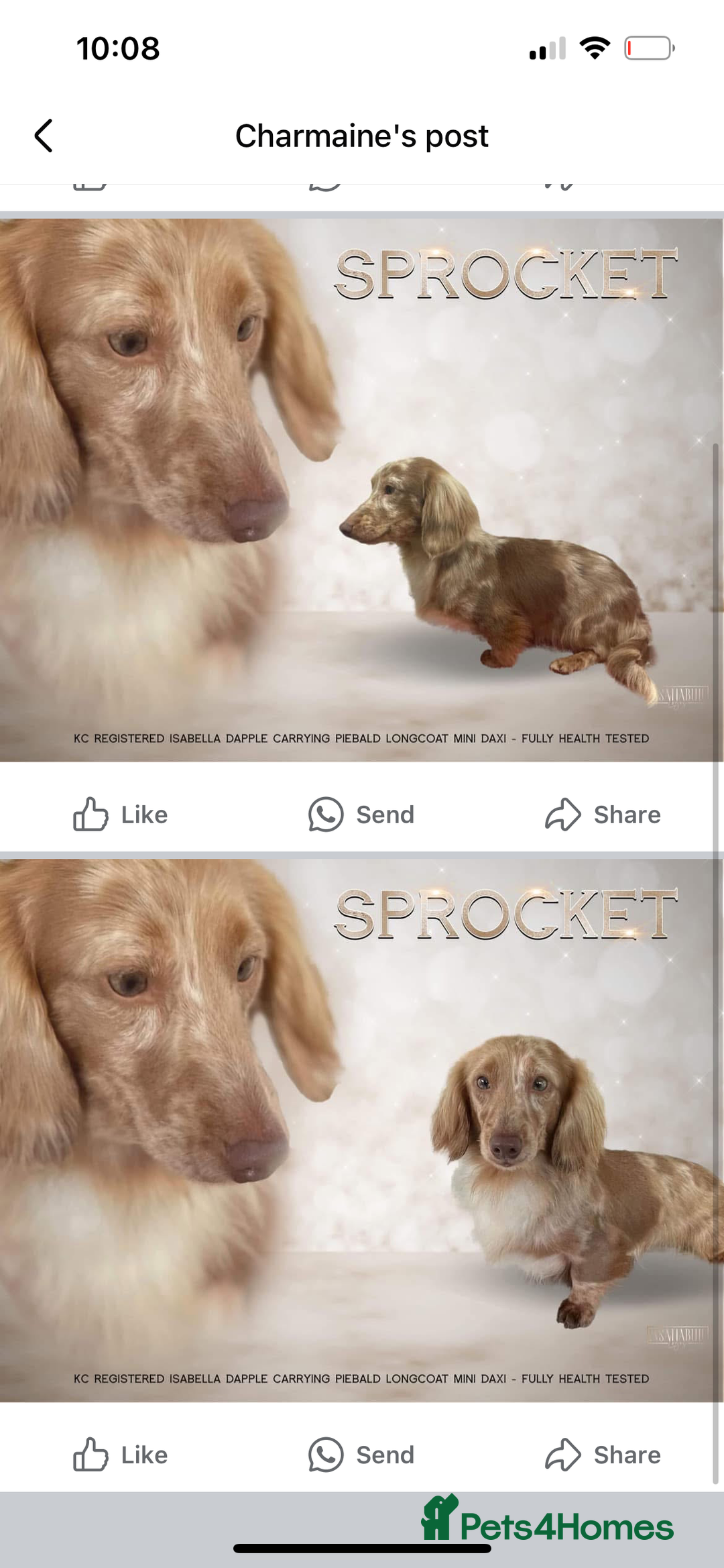 Miniature Dachshund dogs for sale: 🌟 KC registered longhair miniature dachshunds  - Image 12