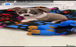 Chihuahua dogs for sale: Stunning chihuahua litter  - Image 16