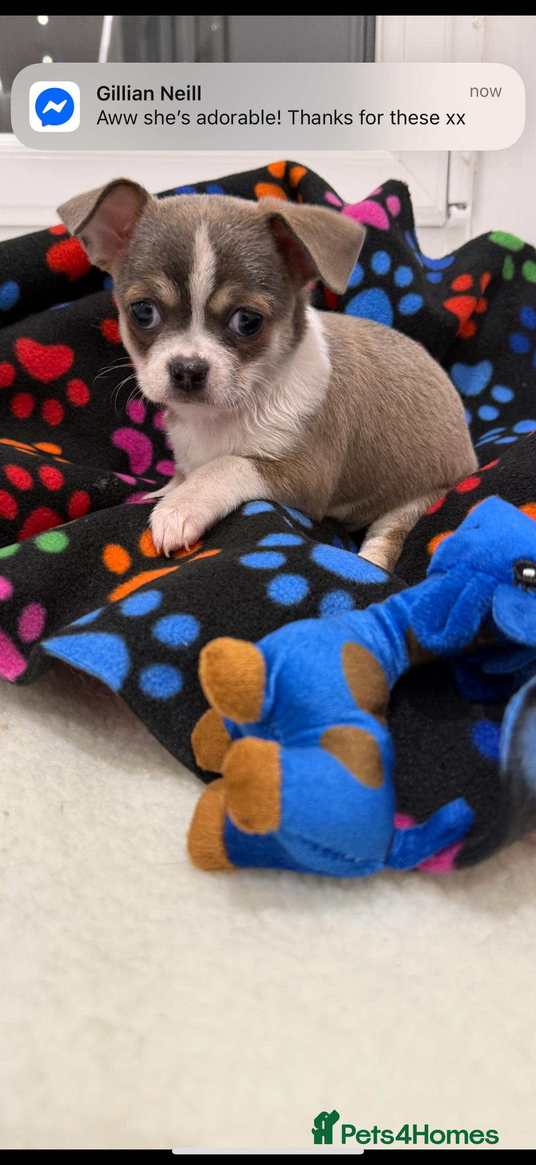 Chihuahua dogs for sale: Stunning chihuahua litter  - Image 16