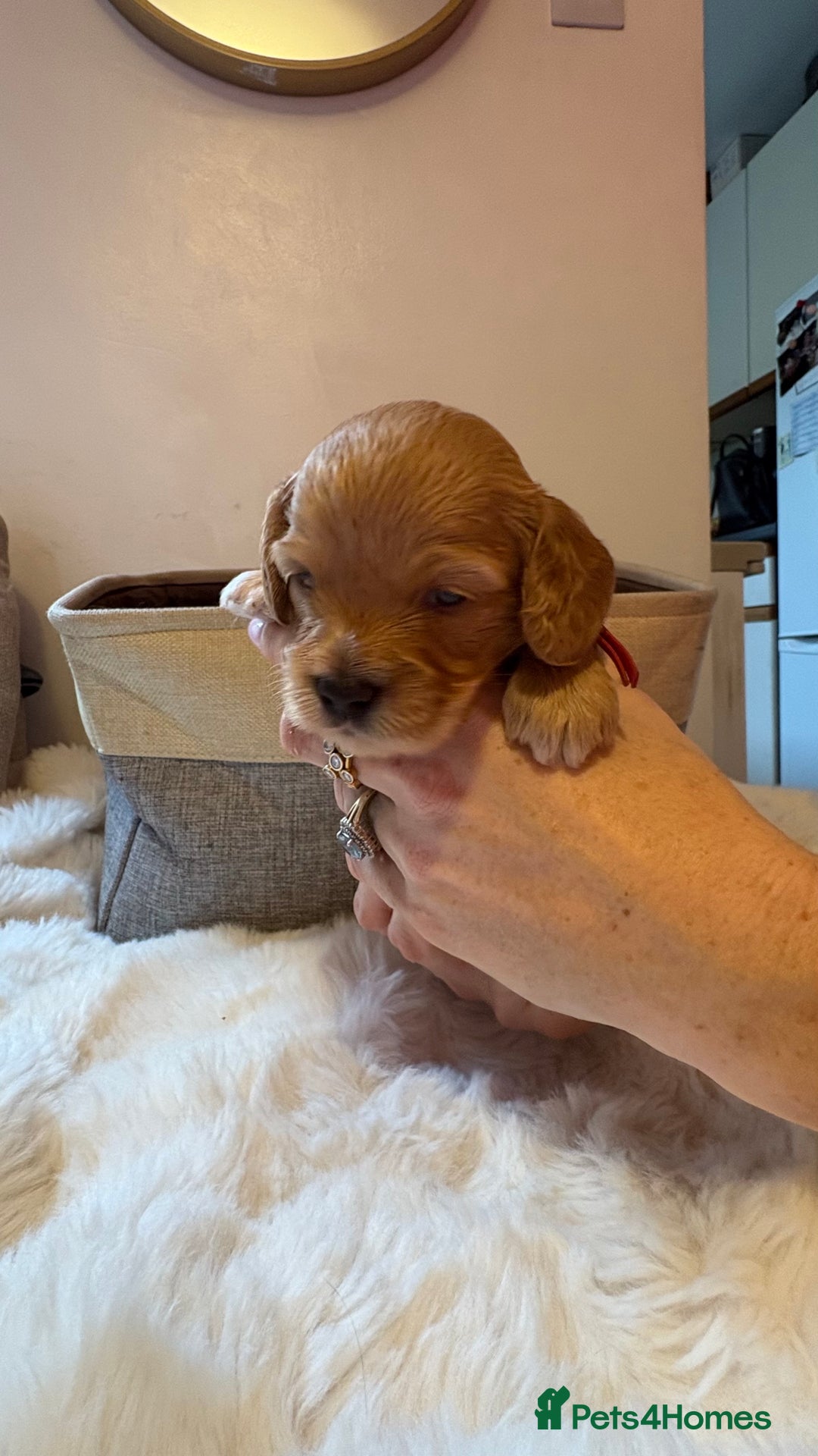Cockapoo dogs for sale: 🐾 Adorable F2 Cockapoo Puppies! 🐾 - Image 20