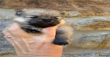 Pomeranian dogs - Advert 1