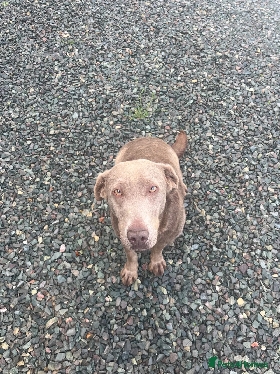 Labrador Retriever dogs for sale: Silver Labrador  - Advert 2