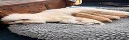 Cavapoo dogs for sale: Cavapoo Puppies – 3 Girls & 1 Boy for Loving Homes - Advert 6