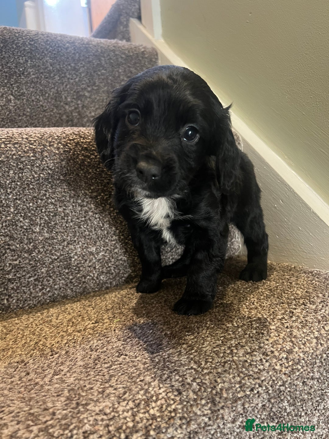 English Springer Spaniel dogs for sale: Lovely litter of puppies  - Advert 9