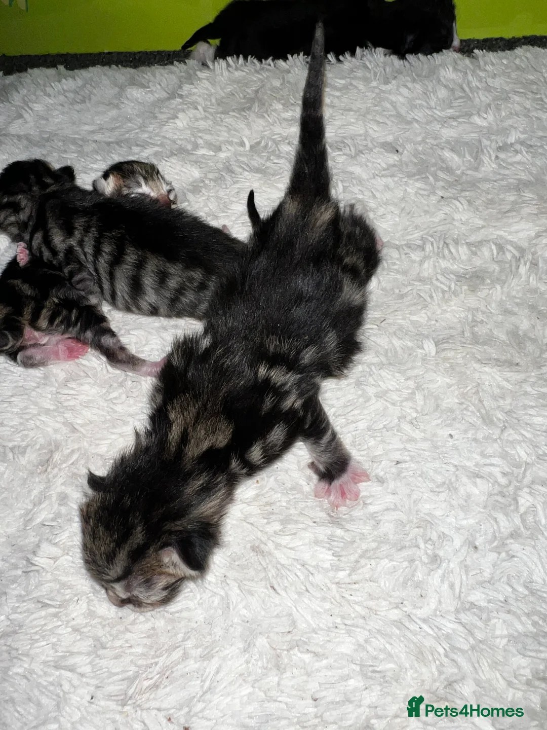 Mixed Breed cats for sale: 4 beautiful kitten Bengal x domestic  - Advert 7