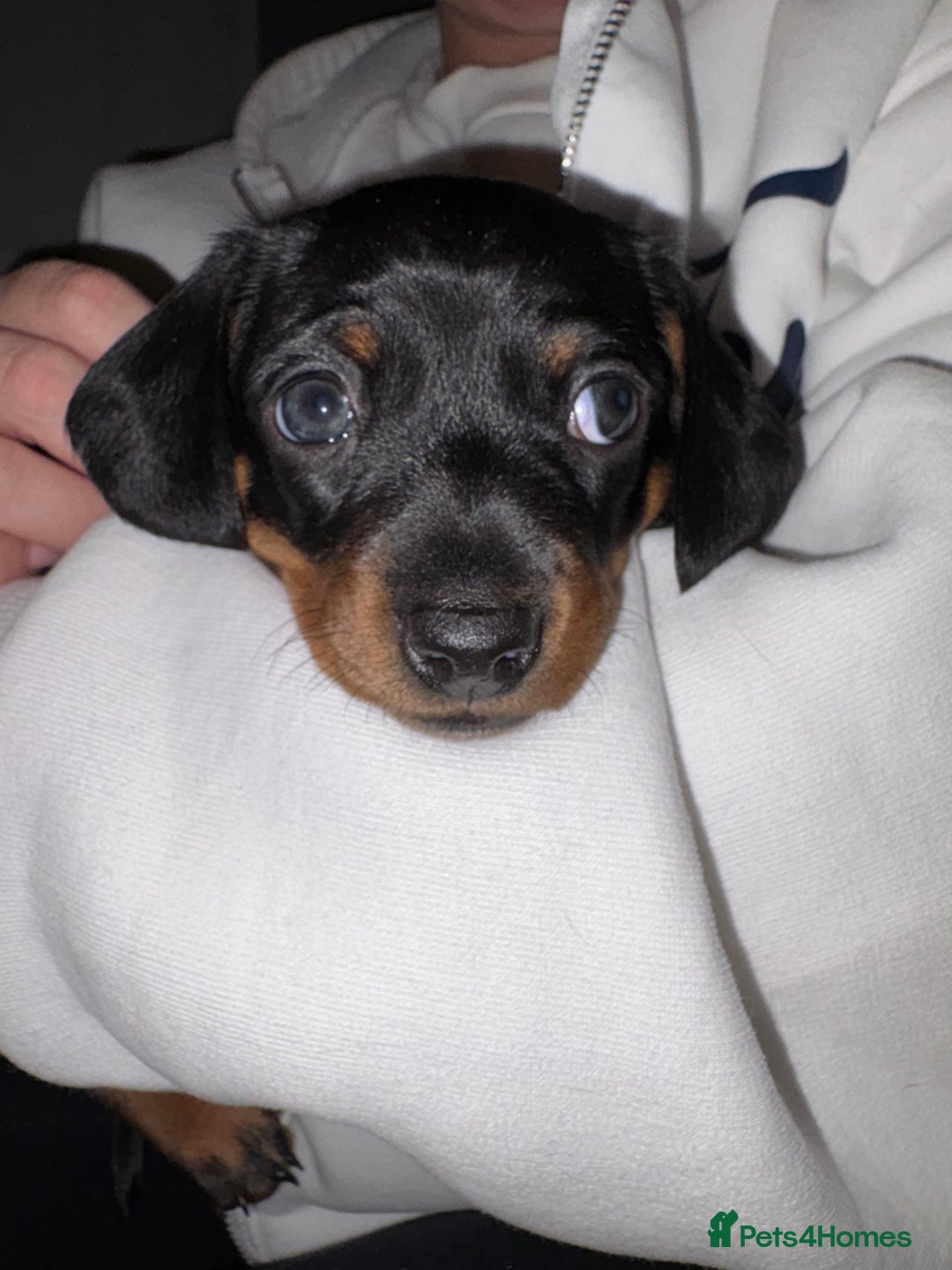 Miniature Dachshund dogs for sale: Gorgeous miniature dachshund puppy’s  - Advert 11