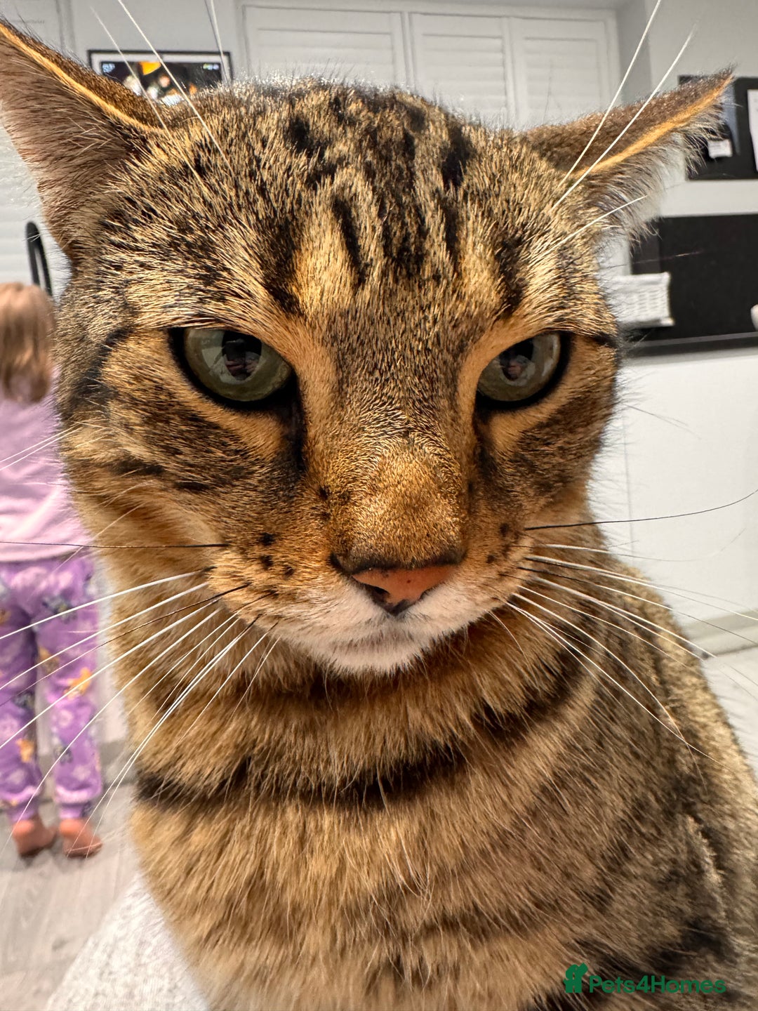 Mixed Breed cats for sale: Half Bengal boy looking for new home.  - Advert 2