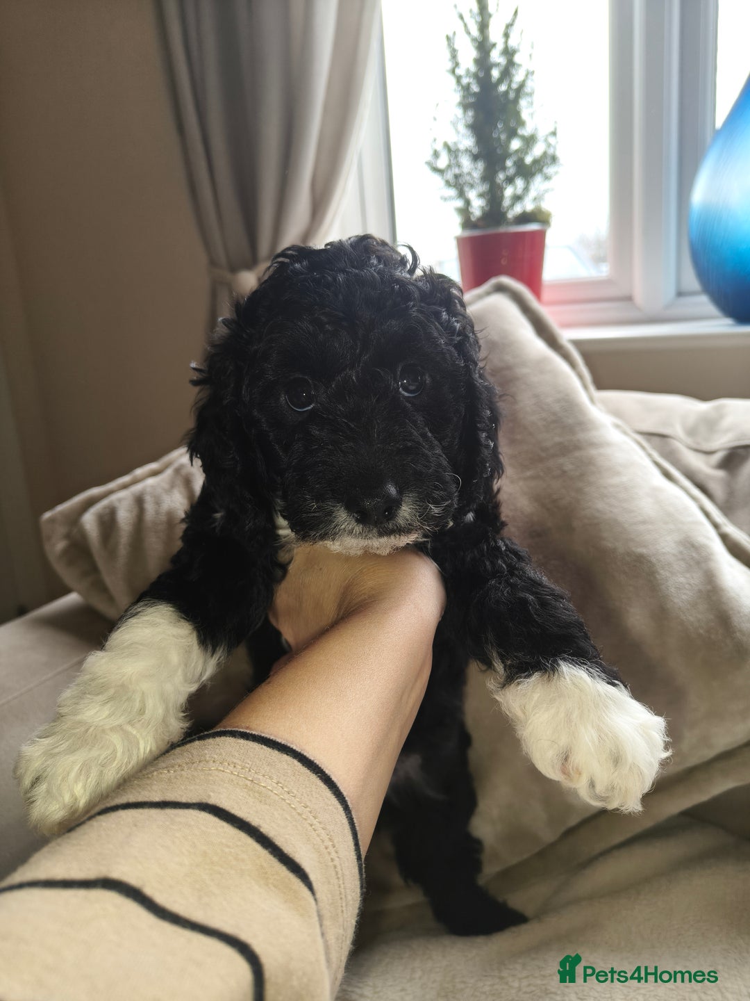 Cockapoo dogs for sale: F1b Cockapoo Puppies Last 3 Available – Ready Now. - Advert 36