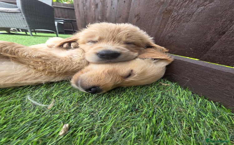 Golden Retriever dogs - Advert 3