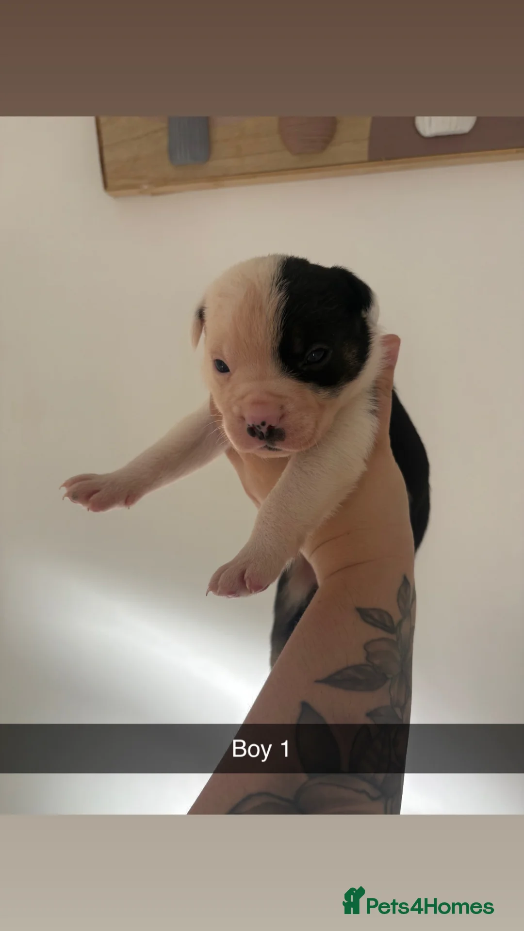 Mixed Breed dogs for sale: French bulldog x collie in Telford - Advert 2