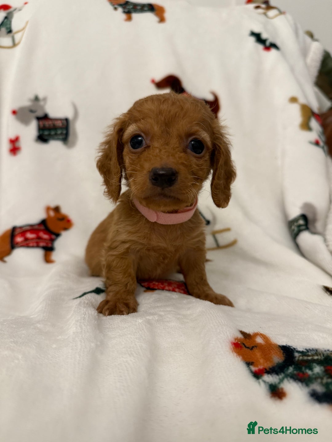 Miniature Dachshund dogs for sale: Beautiful Cream Longcoats Miniature Dachshund  - Advert 37