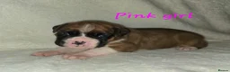 Boxer dogs for sale: Beautiful chunky boxer puppies in Bury Saint Edmunds - Advert 14