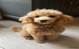 Mixed Breed dogs for sale: Adorable Toy/Miniature Poodle Puppies–Ready 27/9  - Image 11