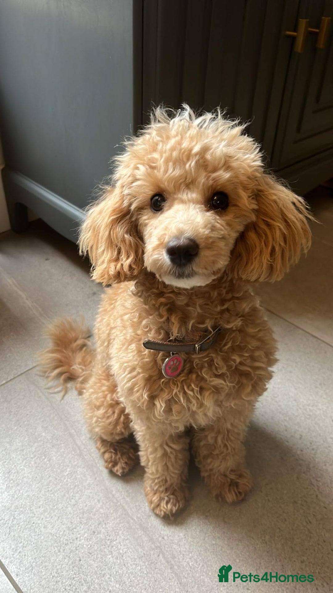 Mixed Breed dogs for sale: Adorable Toy/Miniature Poodle Puppies–Ready 27/9  - Image 11