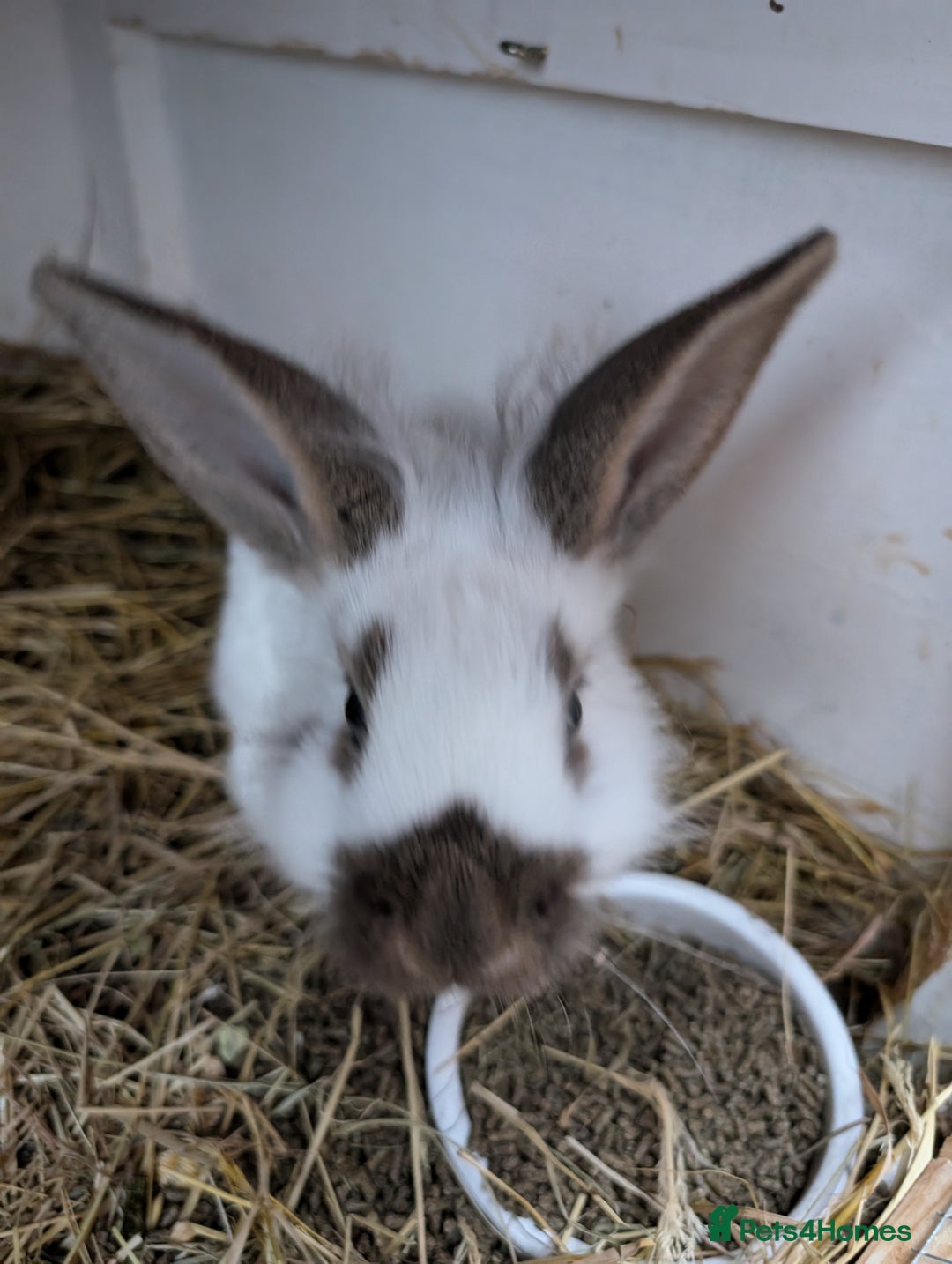 Mini Lop rabbits for sale: Minilop cross, buck  - Advert 2