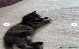Norwegian Forest Cat cats for sale: Norwegian forest x bengal - Image 3