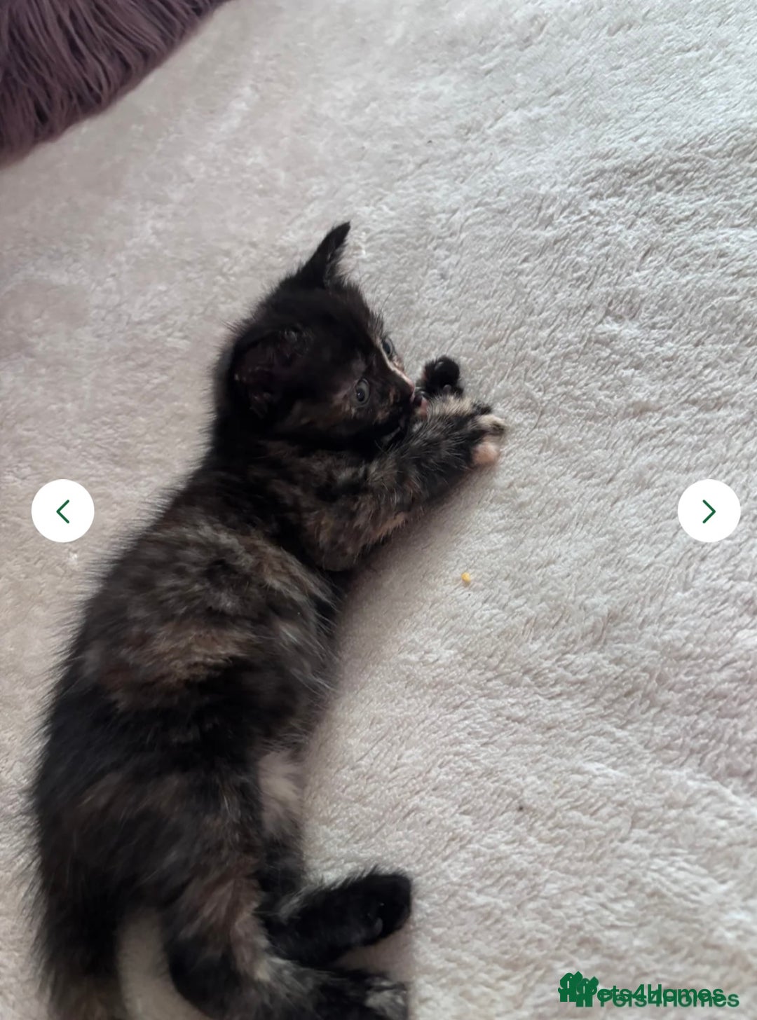 Norwegian Forest Cat cats for sale: Norwegian forest x bengal - Image 3
