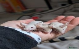 Mouse rodents for sale: Fancy mice - Image 2