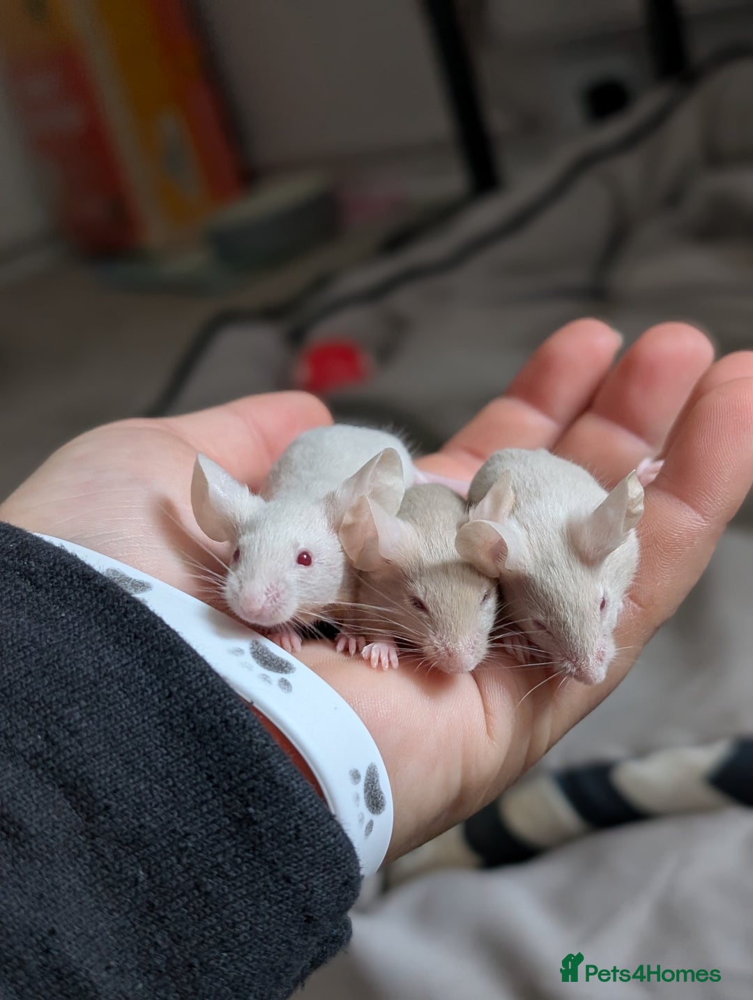 Mouse rodents for sale: Fancy mice - Image 2