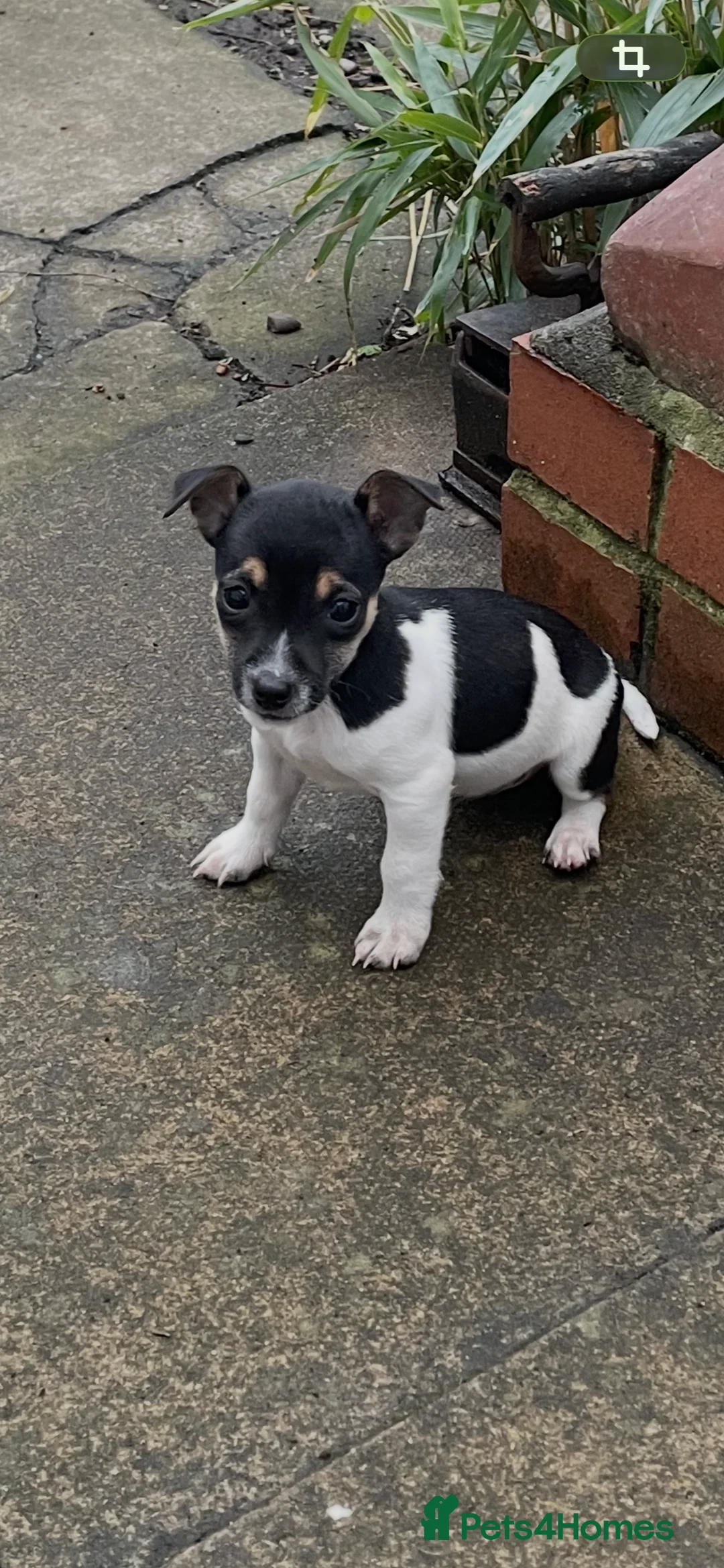 Jack Russell dogs for sale:  Excellent Jack Russell Puppies  in Coalville - Advert 2