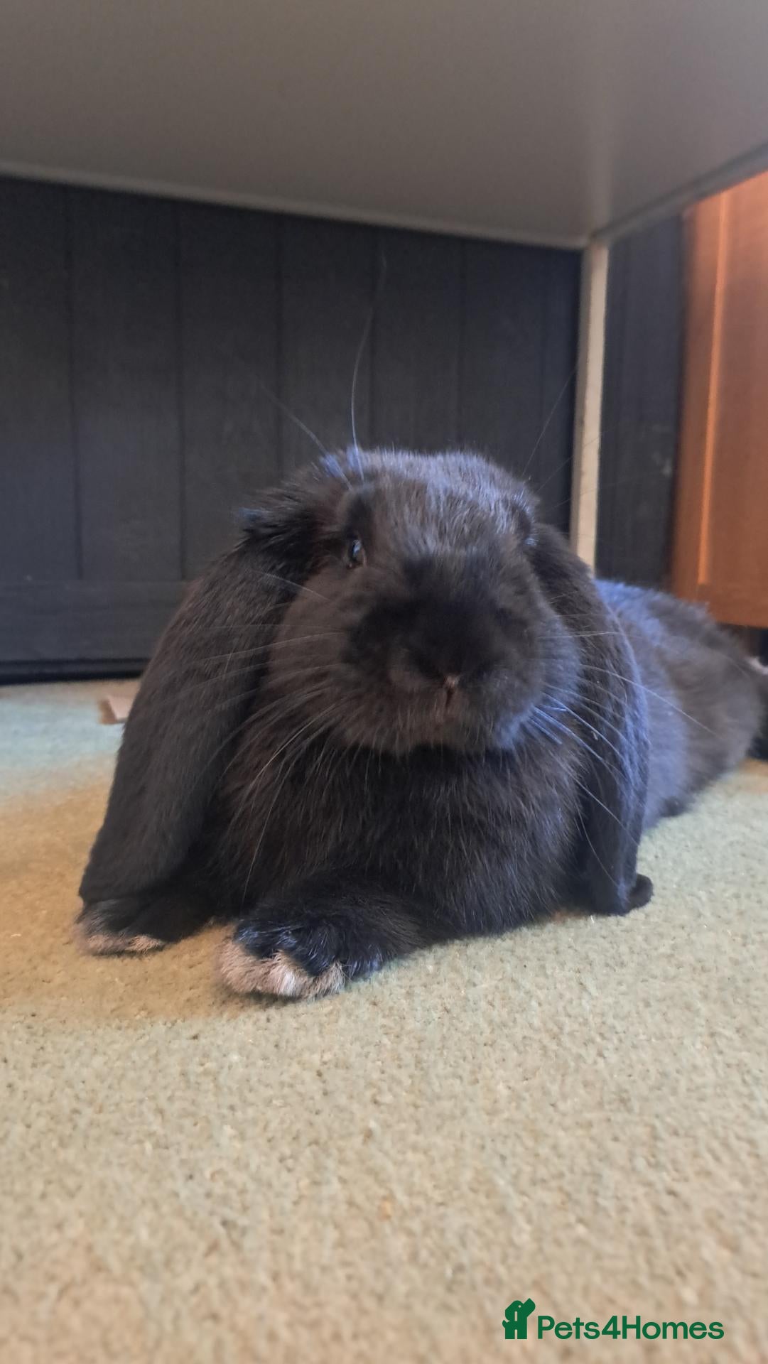 French Lop rabbits Very pretty French Lop Neutered male - Advert 1