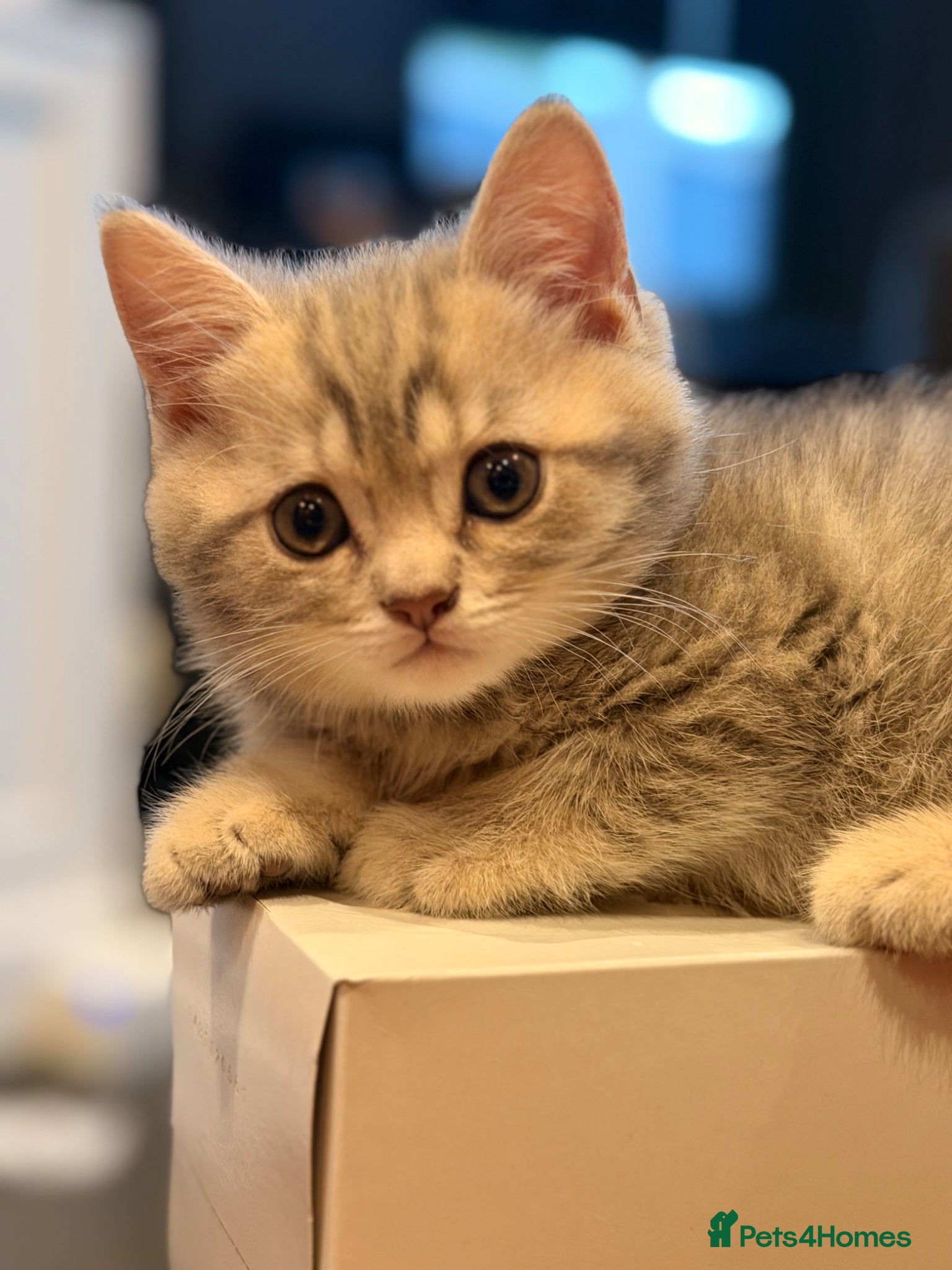 British Shorthair cats British Shorthair Kittens - Advert 2
