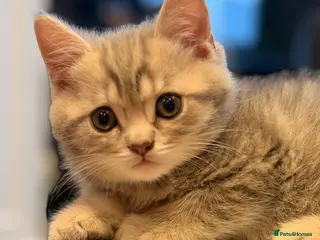 British Shorthair cats British Shorthair Kittens - Advert 2