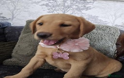 Labrador Retriever dogs for sale: Red Labrador Puppy - Image 3