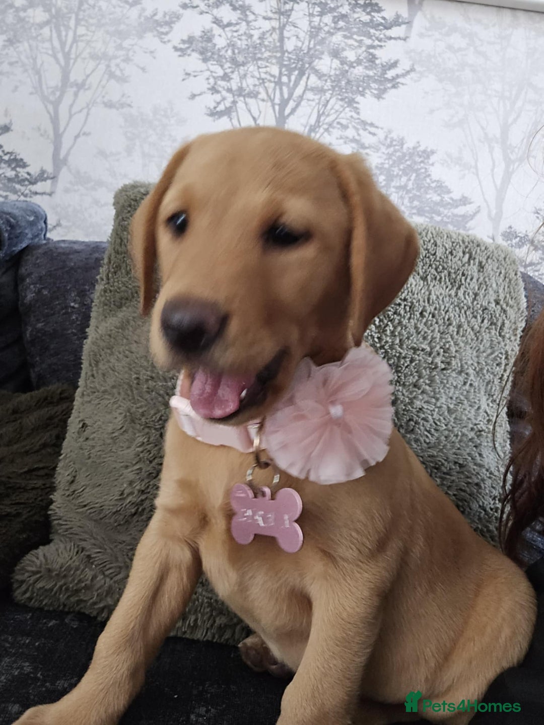 Labrador Retriever dogs for sale: Red Labrador Puppy - Image 3