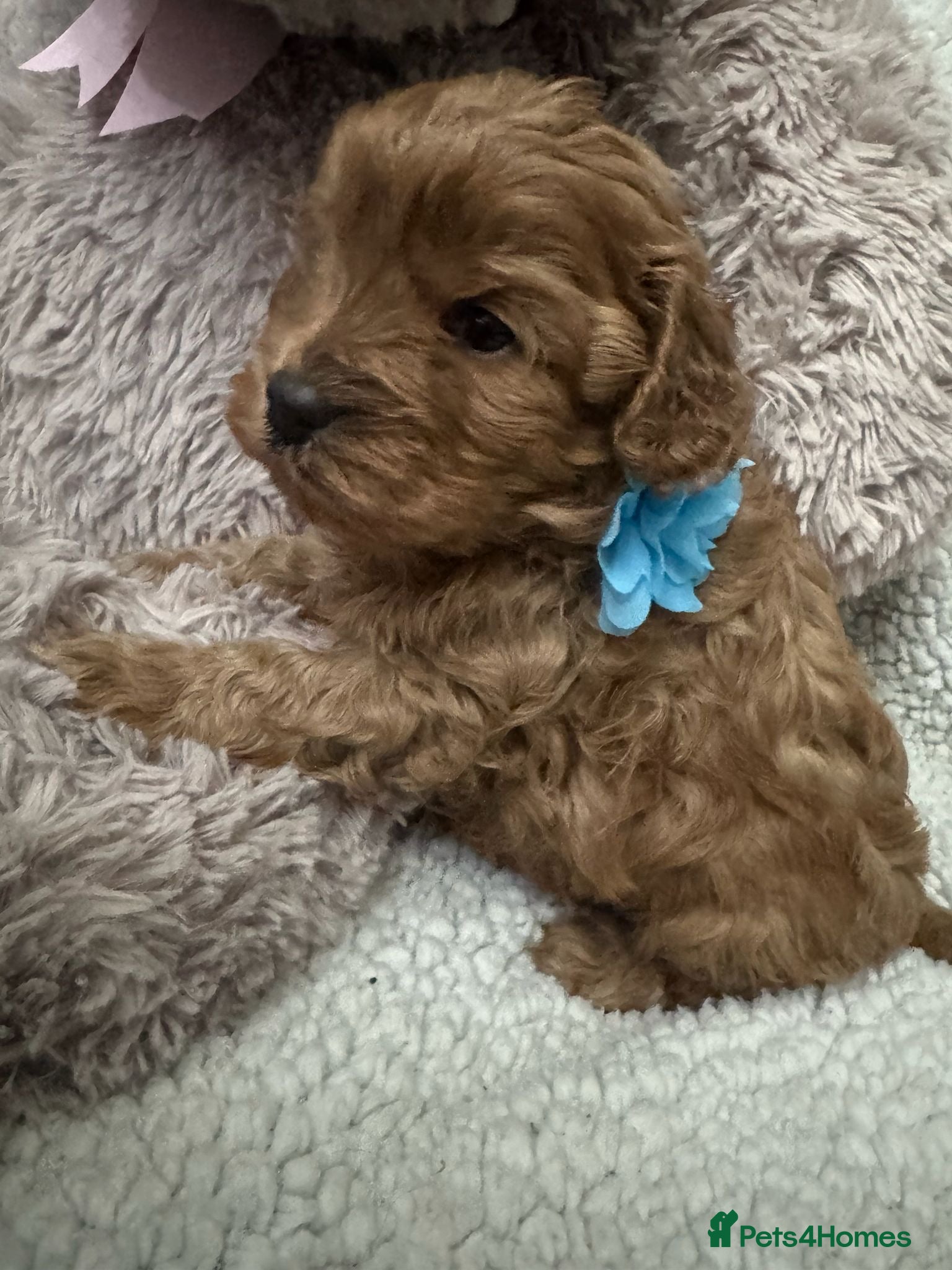 Cavapoo dogs F1 cavapoo babies  - Advert 1
