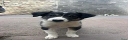 Mixed Breed dogs for sale: 🐾 Six Beautiful Welsh Border Collies 🐾 - Advert 18