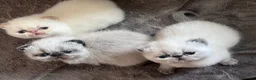 Exotic cats for sale: Colourpoint Exotic Shorthair kittens - Advert 14