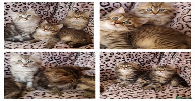 Perdoll cats - Advert 2