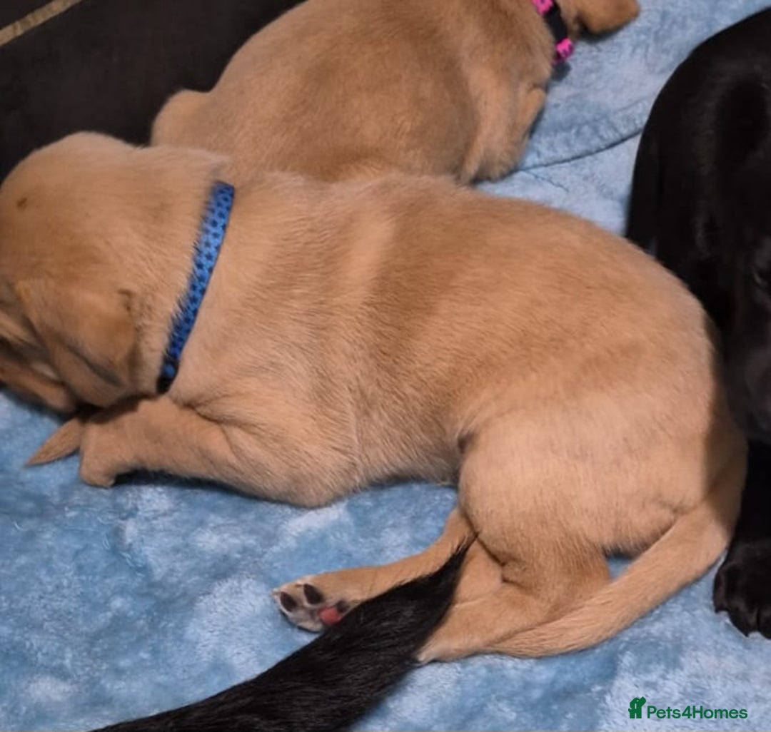Labrador Retriever dogs for sale: Labrador retriver black and fox red puppies - Advert 10