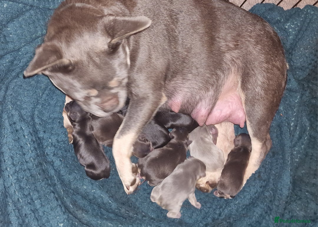 French Bulldog dogs for sale: Fluffy french bulldog puppies - Image 28