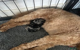 Cockapoo dogs for sale: Merle Cockapoo bitch - Image 5