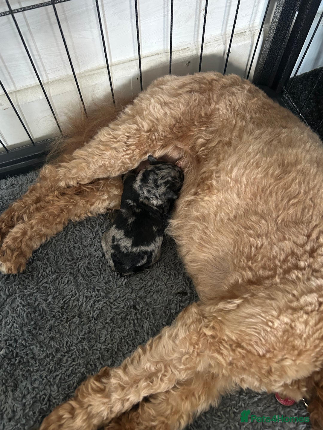Cockapoo dogs for sale: Merle Cockapoo bitch - Image 5