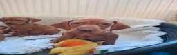 Hungarian Vizsla dogs for sale: Hungarian Vizsla puppies 1 girl and 1 boy - Advert 7