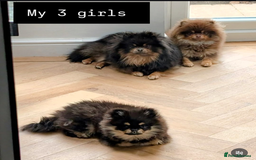 Pomeranian dogs for sale: Quality Pomeranian puppies - Advert 11