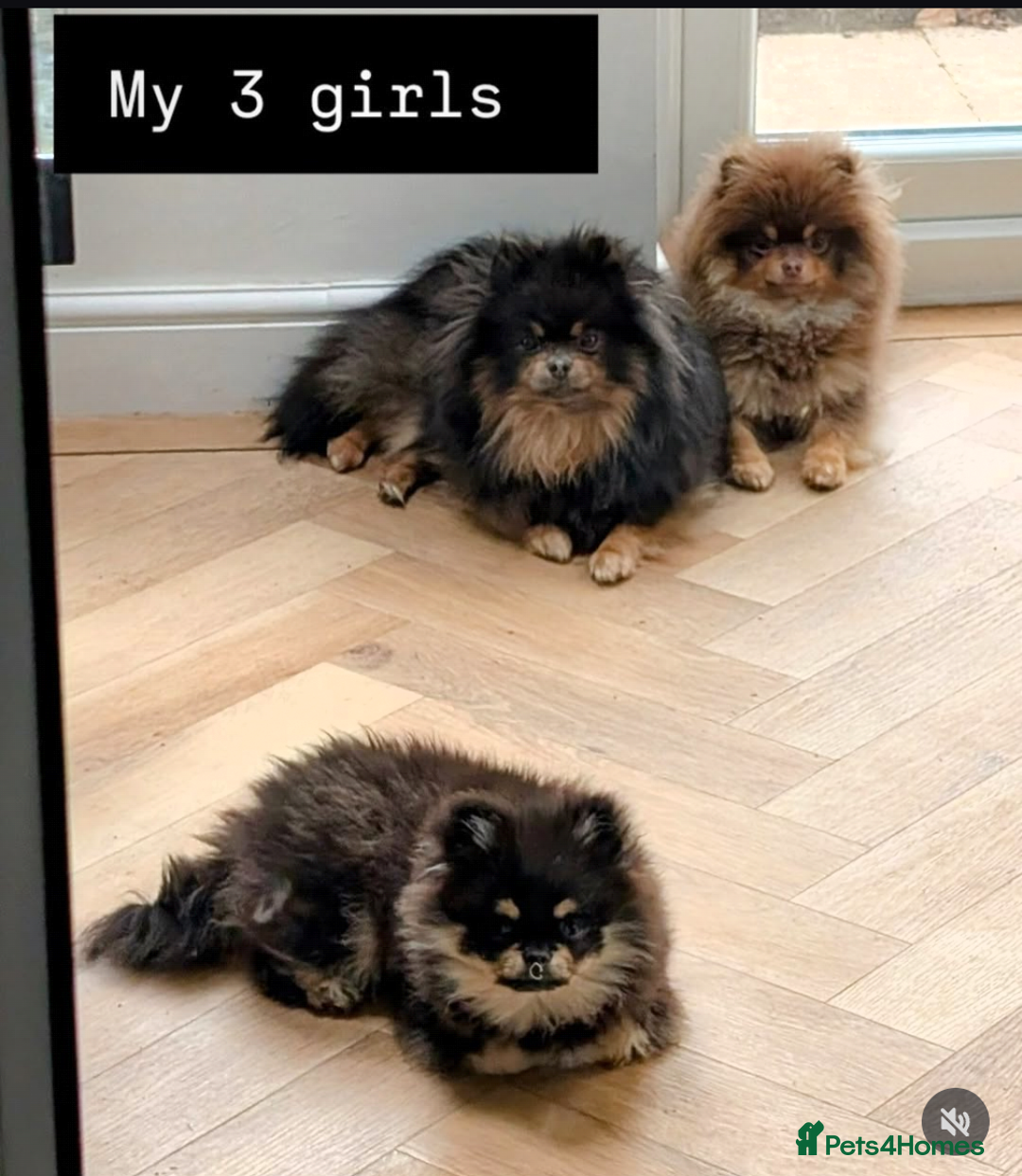 Pomeranian dogs for sale: Quality Pomeranian puppies - Advert 11