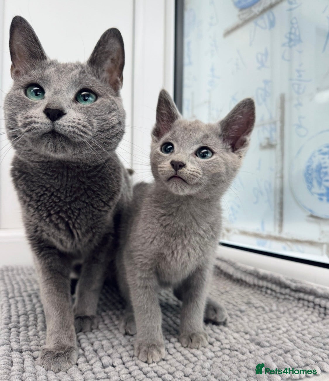 Russian Blue cats Pedigree active TICA Rusian Blue kittens  - Advert 16
