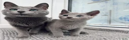 Russian Blue cats for sale: TICA active boy and girl Russian Blue kittens  - Advert 7