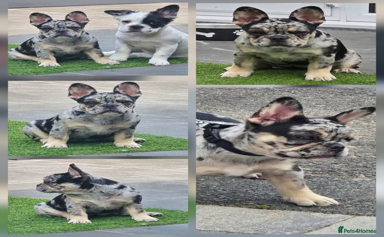 French Bulldog dogs - Advert 2