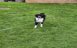 Mixed Breed dogs for adoption: 💖🐶 TOPSY 🐶💖 - Image 4