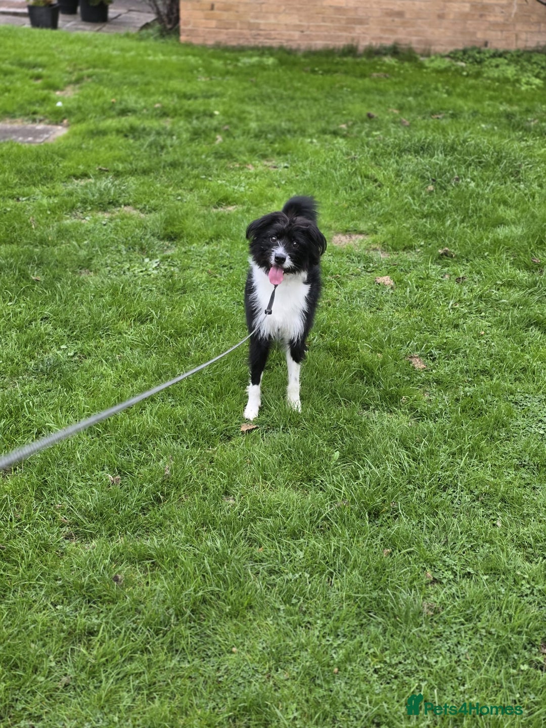 Mixed Breed dogs for adoption: 💖🐶 TOPSY 🐶💖 - Image 4