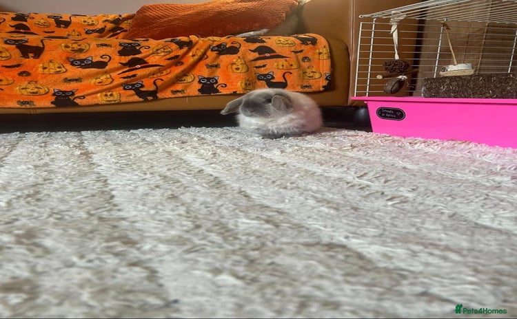 Mini Lop rabbits - Advert 1