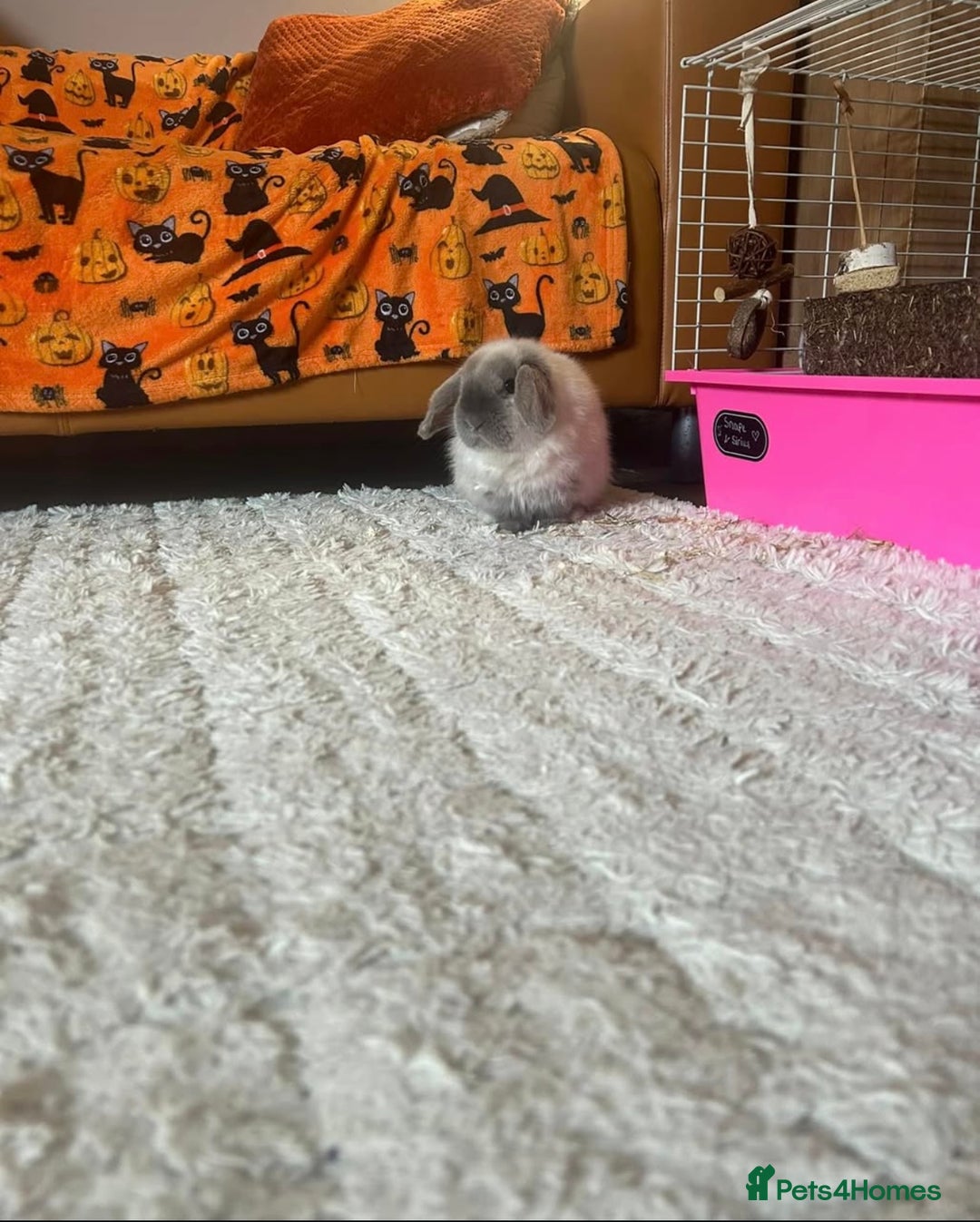 Mini Lop rabbits for sale: Mini lops looking for new homes  - Image 1