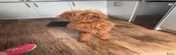 Cavapoo dogs for sale: Fully health checked, family raised Cavapoos - Advert 17