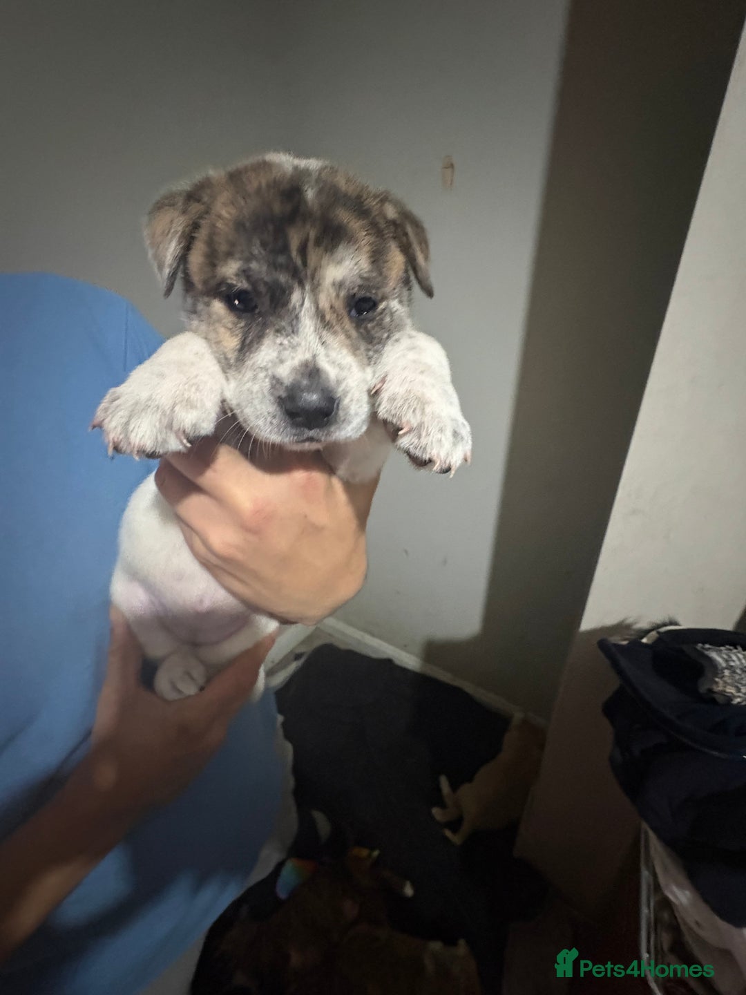 Mixed Breed dogs for sale: American akita  - Advert 10