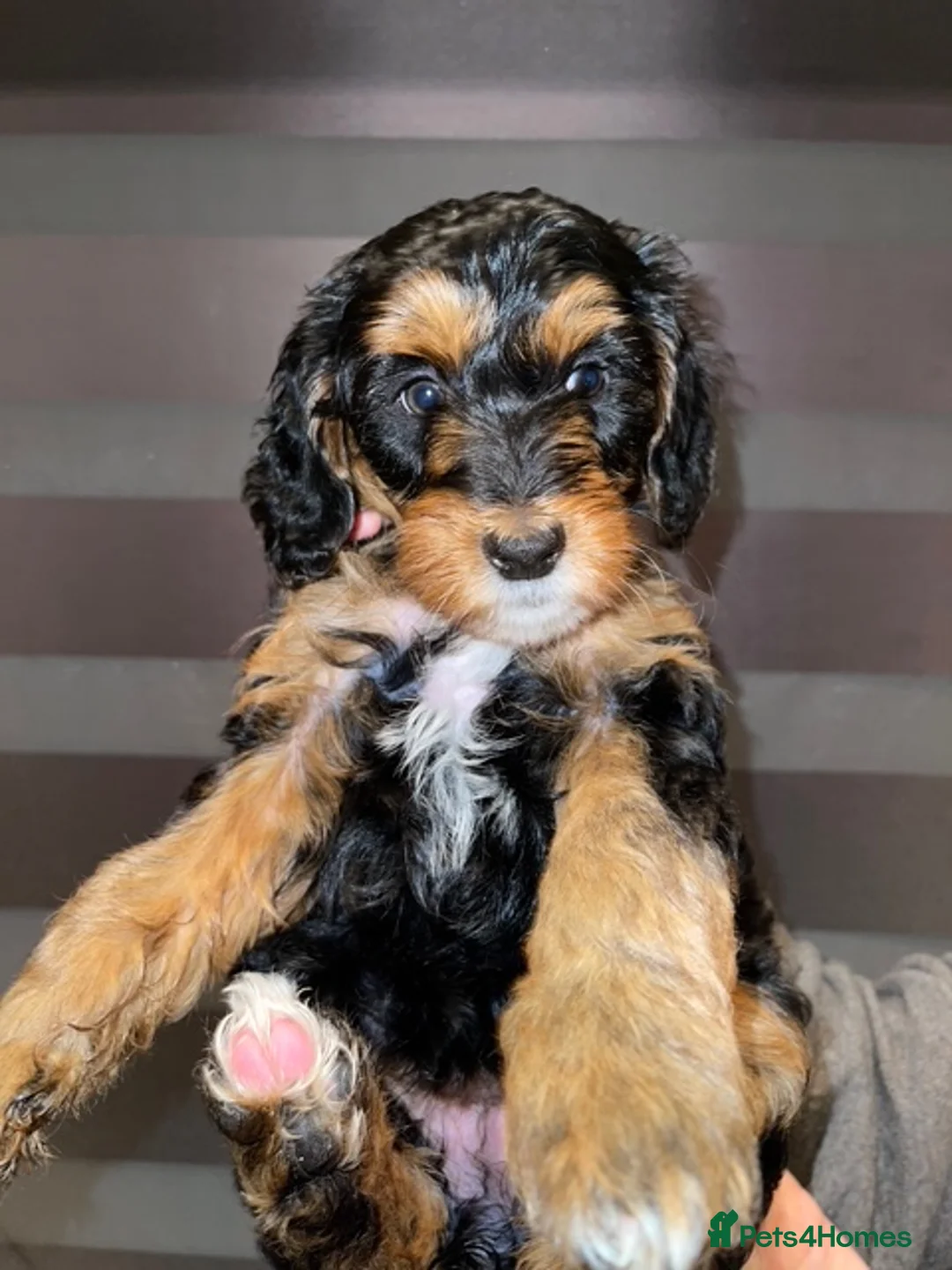 Cockapoo dogs for sale: For sale cockapoos - Advert 2